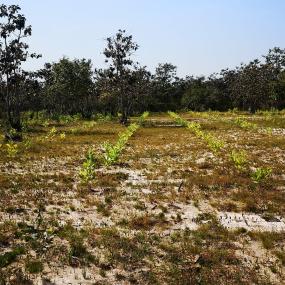 Cambodia, planting of new trees for sustainable charcoal production