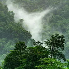 forest and waterfall