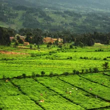 rwanda tea plantation