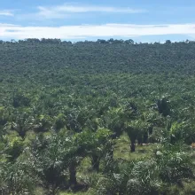 Palm oil plantations Uganda_2018
