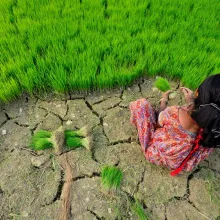 Rice farmer in Nepal, CIAT, Flickr