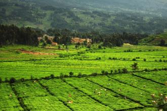 rwanda tea plantation