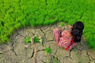 Rice farmer in Nepal, CIAT, Flickr