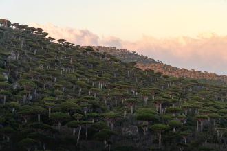 Trees on Socotra island, Yemen. Photo by Andrew Svk on Unsplash