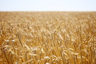 Barley in Ukraine