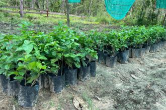 Cambodia KjuonGo charcoal project visit
