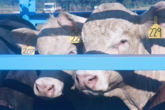 White Brahman cattle import to Botswana. Photo: Government of Botswana
