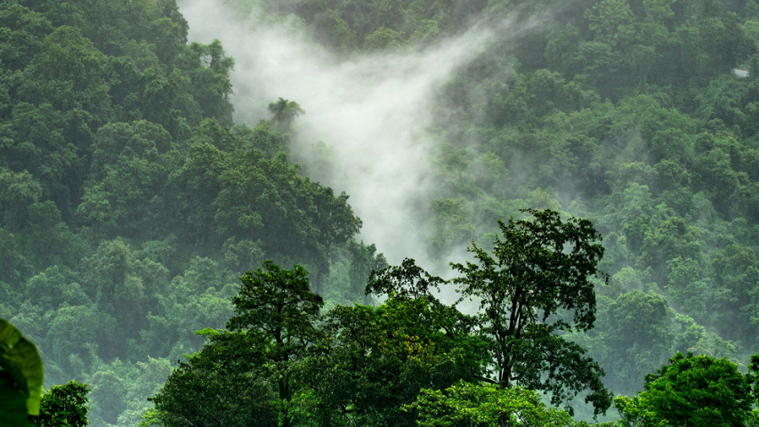forest and waterfall
